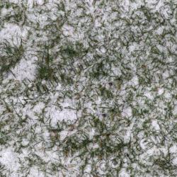 Seamless Grass Frozen